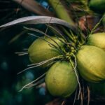 selective focus photo of coconuts