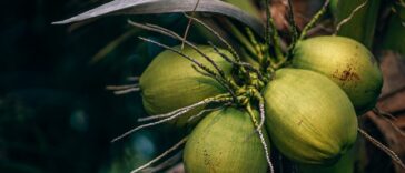 selective focus photo of coconuts