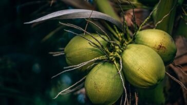 selective focus photo of coconuts